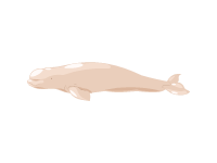 Beluga Whale