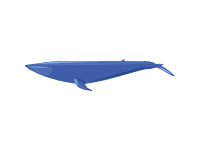 Minke Whale