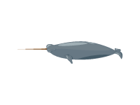 Narwhal