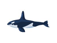 Orca Killer Whale