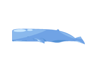 Sperm Whale