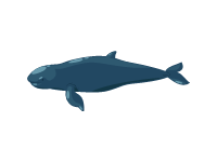 Vaquita