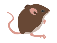 Mice | MyDraw