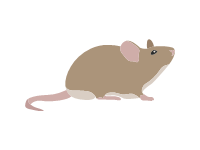 Grey Domestic Mouse