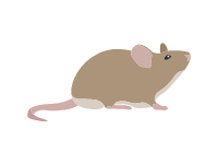 Mice | MyDraw