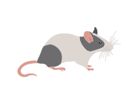 Mice | MyDraw