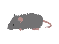 Long Haired Rat