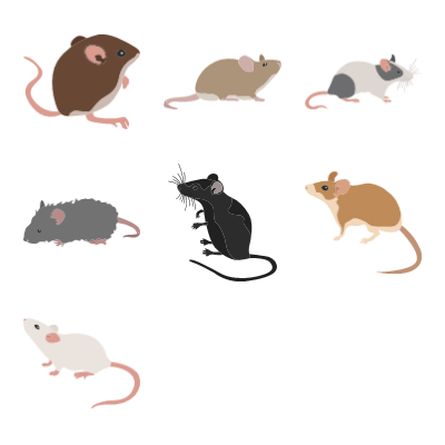 Mice Preview Small