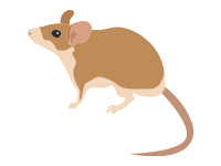 Spiny Mouse