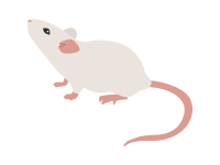 White Domestic Mouse