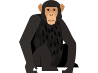 Chimpanzee