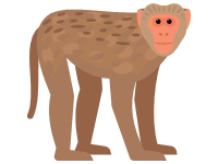 Macaque