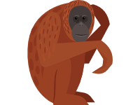 Orangutan