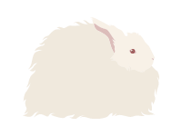 Angora Rabbit