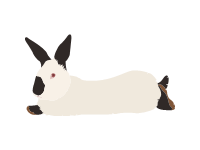 Californian Rabbit