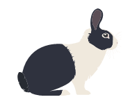 Dutch Rabbit