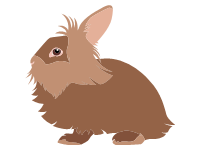 Lionhead Rabbit