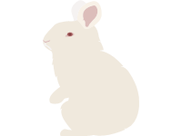 New Zealand White Rabbit