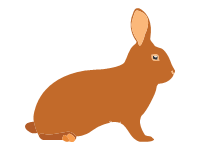 Rex Rabbit