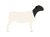 Dorper Sheep