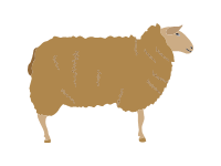 East Friesian Sheep