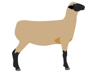 Hampshire Sheep