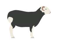 Herdwick