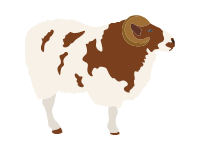 Jacob Sheep