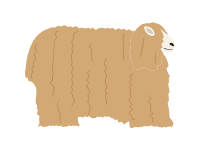 Lincoln Sheep