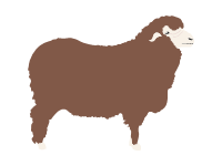 Merino