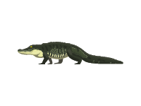 American Alligator