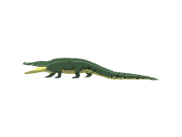 American Crocodile