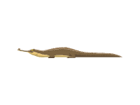 Gharial