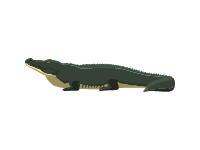 Nile Crocodile