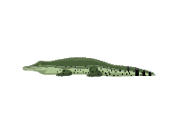 Saltwater Crocodile