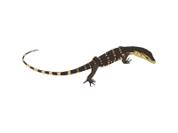 Asian Water Monitor