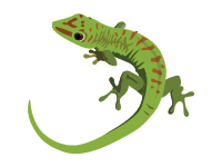 Phelsuma Madagascariensis