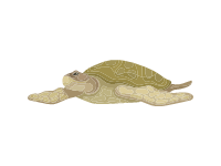 Green Sea Turtle