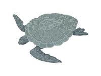 Kemp s Ridley Sea Turtle