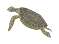 Leatherback Sea Turtle