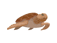 Loggerhead Sea Turtle