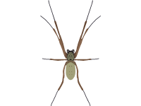 Australian Golden Orb Weaver