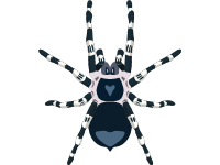 Brazilian Whiteknee Tarantula