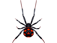 European Black Widow