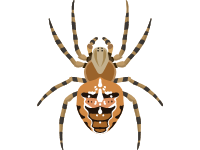 European Garden Spider