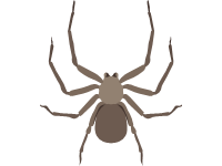 Six Eyed Crab Spiders