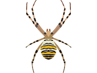 Wasp Spider