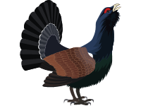 Capercaillie