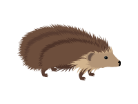 Hedgehog