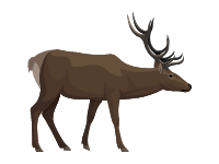 Reindeer